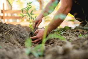 Planting